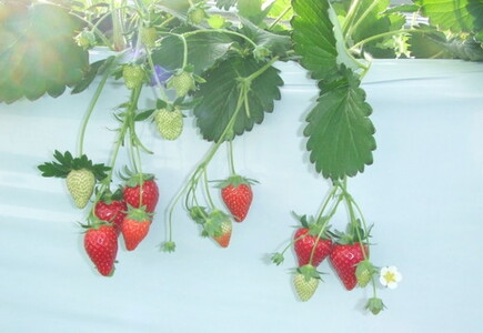 ベテラン農家のこだわりの逸品！とちあいか 4パック｜いちご イチゴ 苺 フルーツ 果物 産地直送 期間限定 季節限定 栃木県 芳賀町 ※2025年12月中旬～2026年3月下旬頃に順次発送予定