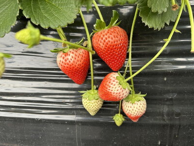 栃木県産いちご とちあいか 2パック入り(550g前後)|果物 フルーツ 苺 イチゴ 朝採れ 新鮮 産地直送 栃木県 芳賀町 ※2025年12月下旬頃~2026年4月下旬頃に順次発送予定