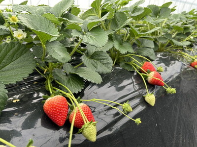 栃木県産いちご とちあいか 2パック入り(550g前後)|果物 フルーツ 苺 イチゴ 朝採れ 新鮮 産地直送 栃木県 芳賀町 ※2025年12月下旬頃~2026年4月下旬頃に順次発送予定