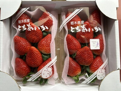 栃木県産いちご とちあいか 2パック入り(550g前後)|果物 フルーツ 苺 イチゴ 朝採れ 新鮮 産地直送 栃木県 芳賀町 ※2025年12月下旬頃~2026年4月下旬頃に順次発送予定