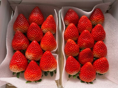 栃木県産いちご とちあいか 2パック入り(550g前後)|果物 フルーツ 苺 イチゴ 朝採れ 新鮮 産地直送 栃木県 芳賀町 ※2025年12月下旬頃~2026年4月下旬頃に順次発送予定
