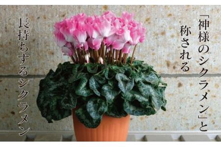 厳選シクラメン鉢“エンジェルウェーブ”【花・シクラメン・鉢】お花 ガーデニング かわいい おしゃれ 送料無料 ※2025年11月下旬～12月下旬頃に順次発送予定 ※北海道への配送不可