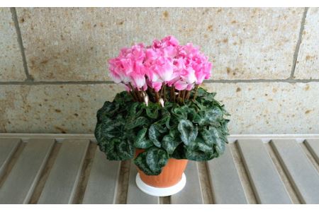 厳選シクラメン鉢“エンジェルウェーブ”【花・シクラメン・鉢】お花 ガーデニング かわいい おしゃれ 送料無料 ※2025年11月下旬～12月下旬頃に順次発送予定 ※北海道への配送不可