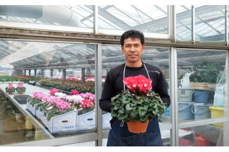 厳選シクラメン鉢“エンジェルウェーブ”【花・シクラメン・鉢】お花 ガーデニング かわいい おしゃれ 送料無料 ※2025年11月下旬～12月下旬頃に順次発送予定 ※北海道への配送不可