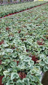 厳選シクラメン鉢“エンジェルウェーブ”【花・シクラメン・鉢】お花 ガーデニング かわいい おしゃれ 送料無料 ※2025年11月下旬～12月下旬頃に順次発送予定 ※北海道への配送不可