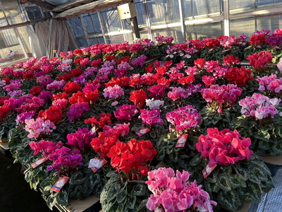 厳選シクラメン鉢“エンジェルウェーブ”【花・シクラメン・鉢】お花 ガーデニング かわいい おしゃれ 送料無料 ※2025年11月下旬～12月下旬頃に順次発送予定 ※北海道への配送不可