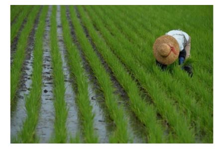 令和6年産「芳賀のめぐみ」コシヒカリ　10kg 袋入り　栃木県芳賀町産 ｜ 米 お米 ご飯 国産 送料無料 ※離島への配送不可