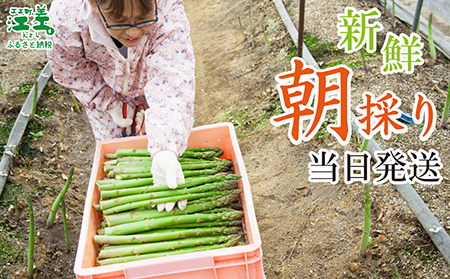 ＼春アスパラ 先行予約 2026年4月～順次出荷予定／北海道江差町産 アスパラガス【L～2Lサイズ】 1kg　約20本　太い！ 甘い！ ジューシー！　朝採り　農家直送　新鮮　鮮度保持　北海道　旬野菜　グリーンアスパラ　アスパラ　ギフト　贈答