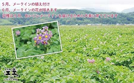 北海道江差産 メークイン 5kg M・L混合　しっとり甘い江差産　秋の収穫　北海道のじゃがいも　いもの塩煮にぴったり　いかの塩辛と一緒にどうぞ　ジャガバター　フライドポテト