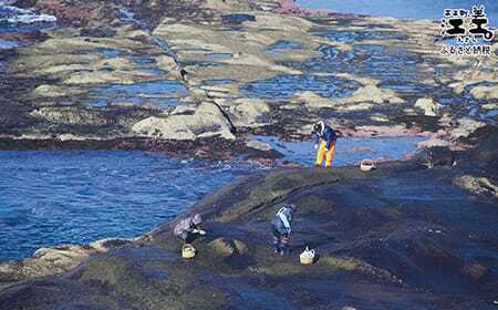 北海道江差町かもめ島応援寄附　江差のシンボル「かもめ島」の環境保全・景観保護・にぎわい創出支援【返礼品なし】