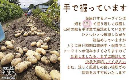 《8月頃～順次出荷予定》新鮮！ほりたて！「江差産メークイン5kg M・L混合」しっとりほくほく　甘い　北海道のメークイン　北海道産じゃがいも　じゃがバター　肉じゃが　カレー　シチュー　いもの塩煮