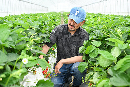 生産農家直送高級品種☆無選別訳あり 冷凍 いちご 栃木県壬生町産スカイベリー900g（300g×3）｜果物 フルーツ 苺 フレッシュ いちご いちご いちご