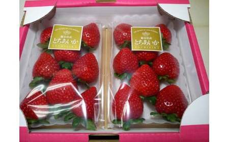 【先行受付】とちあいか 約270g×4パック ｜ いちご ※2026年1月中旬～3月下旬頃に順次発送予定