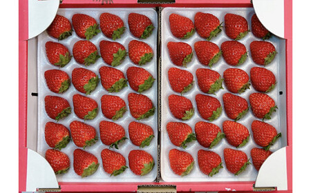 甘熟とちおとめ 24粒 各300g×4p | とちおとめ いちご 苺 栃木県 果物 フルーツ ※北海道・沖縄・離島への配送不可 ※2026年1月上旬~4月中旬頃に順次発送予定