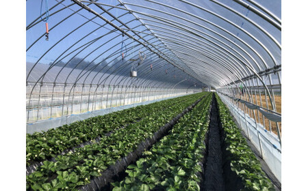 甘熟とちおとめ 24粒 各300g×4p | とちおとめ いちご 苺 栃木県 果物 フルーツ ※北海道・沖縄・離島への配送不可 ※2026年1月上旬~4月中旬頃に順次発送予定