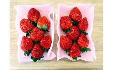いちご とちあいか 平積み 約290g×4パック | 果物 苺 ※2025年12月上旬~2026年3月中旬頃に順次発送予定