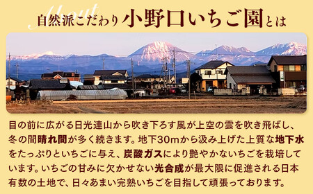 栃木県産 どっさりとちおとめ【750g】｜いちご※2025年12月中旬頃より順次発送予定 ※離島への配送不可