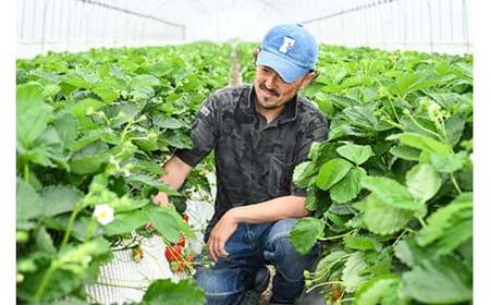 生産農家直送高級品種☆無選別訳あり 冷凍 いちご 栃木県壬生町産スカイベリー1.8kg（300g×6）果物 フルーツ 苺 フレッシュ