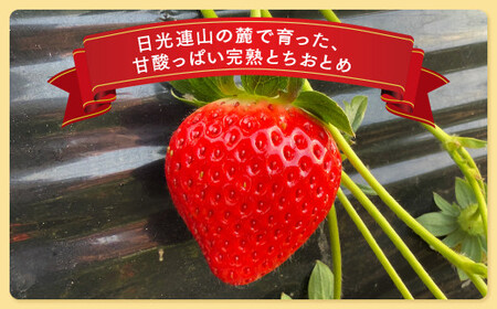 栃木県産 こだわり とちおとめ【300g以上×2パック】｜いちご ※2025年12月中旬頃より順次発送予定