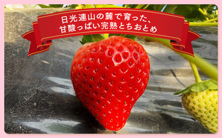 栃木県産 こだわり とちあいか【300g以上×2パック】| 家庭用 完熟 ※2025年11月中旬頃より順次発送予定
