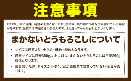 【ふるなびWEEK対象】【先行予約】とうもろこし約8kg老沼 利治《2026年6月中旬-7月中旬頃出荷》ゴールドラッシュFN-Limited-PR
