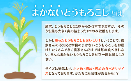 【先行予約】とうもろこし 約3kg 野木町産 老沼 利治《2026年6月中旬-7月中旬頃出荷》栃木県野木町朝採れクール便スイートコーン