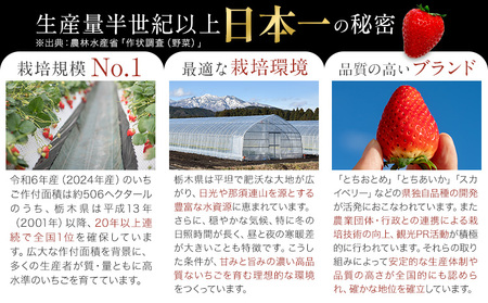 栃木いちごとちおとめ2パック《1月中旬-5月末頃出荷》 【配送不可地域】沖縄・離島