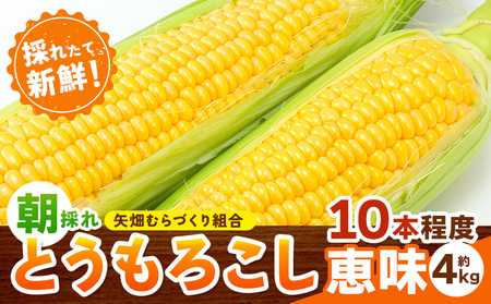 C04とうもろこし 約4kg 恵味 10本入り 朝採れ クール便 野木町産 【2024年6月下旬頃から順次発送予定】