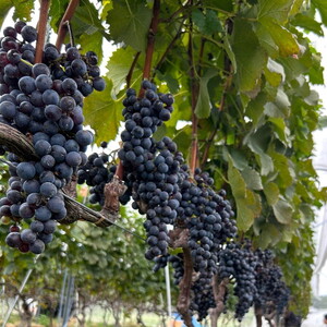 塩谷メルロー 2022 赤ワイン 750ml 1本