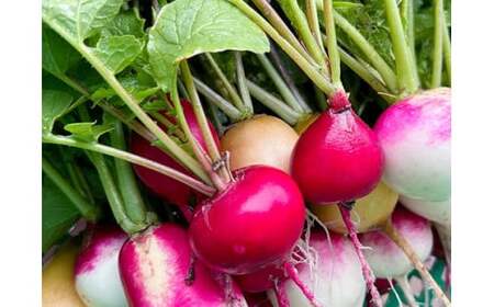 旬の野菜セット 5種類以上お届け｜季節の野菜 詰合せ 塩谷町 栃木県　※北海道・沖縄・離島への配送不可