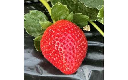 【先行受付】いちご王国栃木 いちご4種食べ比べセット (とちあいか とちおとめ スカイベリー ミルキーベリー各280g 4パック入り1箱) ｜果物 栃木県産 小野崎農園 数量限定 期間限定※2026年1月上旬～3月下旬頃に順次発送予定