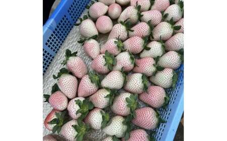 【先行受付】いちご王国栃木 いちご4種食べ比べセット (とちあいか とちおとめ スカイベリー ミルキーベリー各280g 4パック入り1箱) ｜果物 栃木県産 小野崎農園 数量限定 期間限定※2026年1月上旬～3月下旬頃に順次発送予定