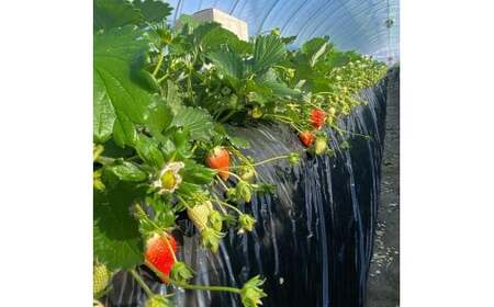 【先行受付】いちご王国栃木 いちご4種食べ比べセット (とちあいか とちおとめ スカイベリー ミルキーベリー各280g 4パック入り1箱) ｜果物 栃木県産 小野崎農園 数量限定 期間限定※2026年1月上旬～3月下旬頃に順次発送予定