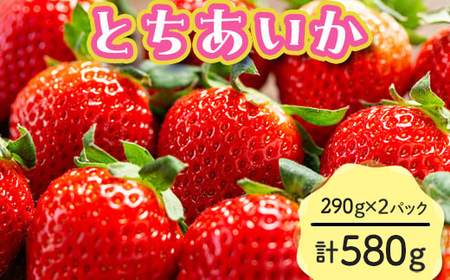 【先行予約】とちあいか 290g×2パック 計580g|いちご イチゴ 苺 贈答用 ギフト 風袋入り 平詰め ハンモックトレー 果物 くだもの フルーツ 数量限定 しおやブランド いちごソムリエ 栃木県 塩谷町 ※2026年1月中旬~3月下旬頃に順次発送予定 ※離島への配送不可