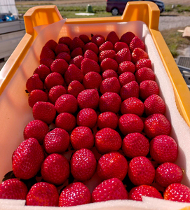 【先行予約】とちあいか 290g×2パック 計580g|いちご イチゴ 苺 贈答用 ギフト 風袋入り 平詰め ハンモックトレー 果物 くだもの フルーツ 数量限定 しおやブランド いちごソムリエ 栃木県 塩谷町 ※2026年1月中旬~3月下旬頃に順次発送予定 ※離島への配送不可