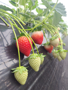 【先行予約】とちあいか 290g×2パック 計580g|いちご イチゴ 苺 贈答用 ギフト 風袋入り 平詰め ハンモックトレー 果物 くだもの フルーツ 数量限定 しおやブランド いちごソムリエ 栃木県 塩谷町 ※2026年1月中旬~3月下旬頃に順次発送予定 ※離島への配送不可