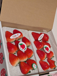 【先行予約】とちあいか 290g×4パック 計1160g|いちご イチゴ 苺 贈答用 ギフト 風袋入り 平詰め ハンモックトレー 果物 くだもの フルーツ 数量限定 しおやブランド いちごソムリエ 栃木県 塩谷町 ※2026年1月中旬~3月下旬頃に順次発送予定 ※離島への配送不可