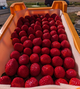 【先行予約】とちあいか 290g×4パック 計1160g|いちご イチゴ 苺 贈答用 ギフト 風袋入り 平詰め ハンモックトレー 果物 くだもの フルーツ 数量限定 しおやブランド いちごソムリエ 栃木県 塩谷町 ※2026年1月中旬~3月下旬頃に順次発送予定 ※離島への配送不可