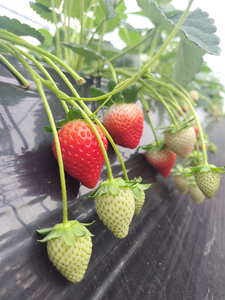 【先行予約】とちあいか 290g×4パック 計1160g|いちご イチゴ 苺 贈答用 ギフト 風袋入り 平詰め ハンモックトレー 果物 くだもの フルーツ 数量限定 しおやブランド いちごソムリエ 栃木県 塩谷町 ※2026年1月中旬~3月下旬頃に順次発送予定 ※離島への配送不可