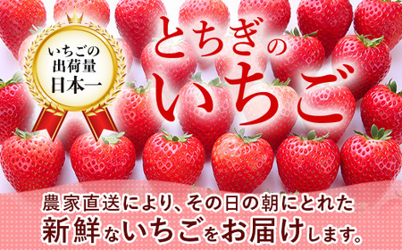 とちあいか（約300g×4パック）＆令和7年産無洗米コシヒカリ5kgセット！｜いちご 米 新米 5キロ 尚仁沢湧水 栃木県 塩谷町 ※2025年12月中旬～2026年4月下旬頃に順次発送予定 ※北海道・沖縄・離島への配送不可