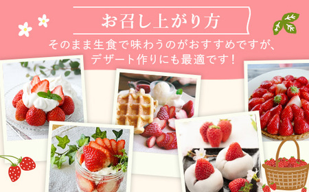 とちあいか（約300g×4パック）＆令和7年産無洗米コシヒカリ5kgセット！｜いちご 米 新米 5キロ 尚仁沢湧水 栃木県 塩谷町 ※2025年12月中旬～2026年4月下旬頃に順次発送予定 ※北海道・沖縄・離島への配送不可