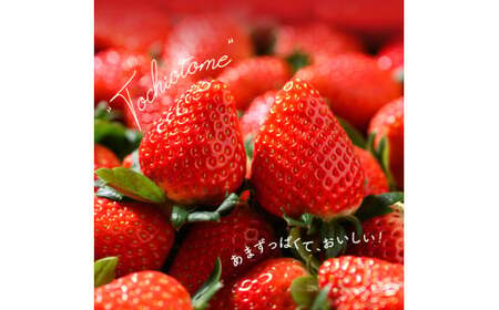 栃木県高根沢町産とちおとめ 260g×4パック ※北海道・沖縄・離島への配送不可 ※2026年1月中旬~3月下旬頃に順次発送予定