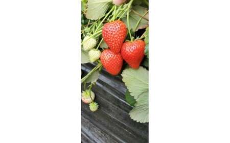 とちあいか4パック2箱 ※2026年1月上旬~4月下旬頃に順次発送予定 ※北海道・沖縄・離島への配送不可