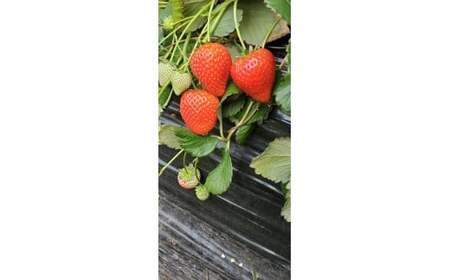 とちあいか4パック2箱 ※2026年1月上旬~4月下旬頃に順次発送予定 ※北海道・沖縄・離島への配送不可