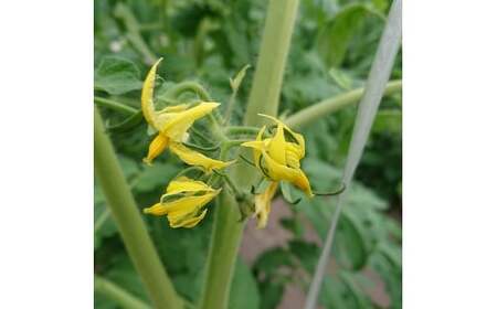 高根沢町産トマト「レディーファースト」 大箱(約3kg 12~24玉)|とまと 季節限定 希少 厳選 産地直送 新鮮 ※北海道・沖縄・離島への配送不可 ※2026年1月上旬~3月下旬頃に順次発送予定