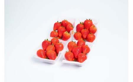 とちあいか4パック1箱◇ | いちご 苺 イチゴ とちあいか フルーツ スイーツ デザート 人気 産地直送 特産品 栃木県 高根沢町　※2026年1月上旬～4月下旬頃に順次発送予定 ※北海道・沖縄・離島への配送不可