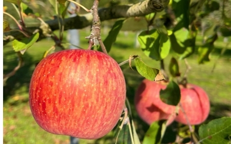 りんごジュース 1L×2本〔P-231〕|りんご 林檎 リンゴ おいしい スイーツ セット 那須 大野りんご園 栃木県 那須町