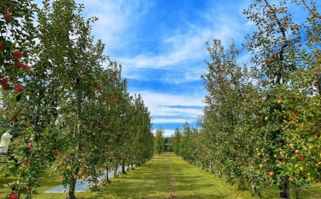りんごジュース 1L×2本〔P-231〕|りんご 林檎 リンゴ おいしい スイーツ セット 那須 大野りんご園 栃木県 那須町