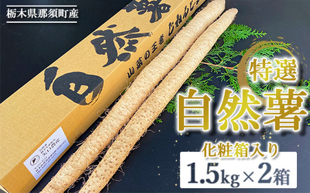 那須町産 自然薯 1.5kg×2箱 化粧箱入り｜贈り物 とろろ とろろご飯 山芋 健康 国産 産地直送 那須 栃木県 那須町〔D-23〕