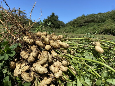 大粒生落花生「おおまさり」1kg｜落花生 大粒 ピーナッツ おつまみ 国産 おやつ 冷蔵 那須 栃木県 那須町〔P-81〕※2024年9月上旬～10月下旬頃に順次発送予定